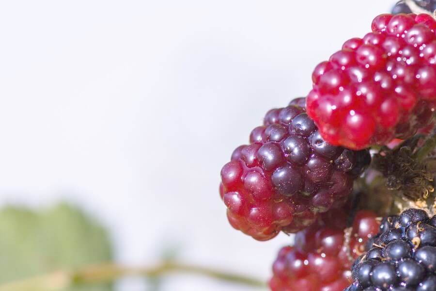 Чем полезна ягода ежевика для организма женщины
