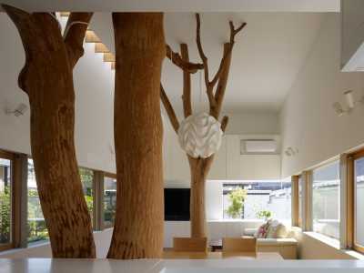 Выбор декоративного дерева в квартиру